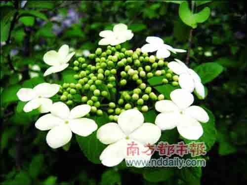 琼花是扬州市花,每年四五月开花。资料图片