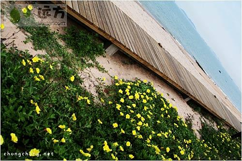 厦门海边 作者:虫虫
