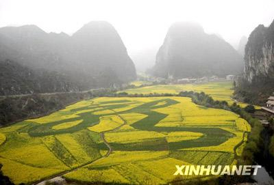 2月18日,在贵州省安顺市龙宫风景区大片金色的油菜花丛中,一个由种植的胡豆形成的巨大繁体“龙”字清晰可见。新华社发(乔启明 摄)