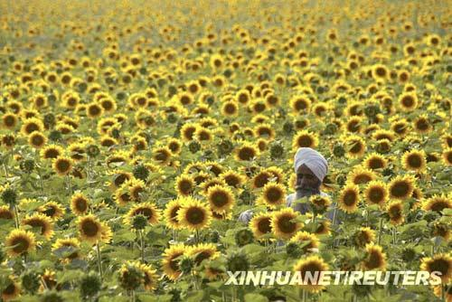 5月18日,在印度阿姆利则市郊外的一个村庄,62岁的农民阿吉特·辛格在田间查看向日葵成熟的情况。新华社/路透
