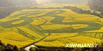 2月18日,在贵州省安顺市龙宫风景区大片金色的油菜花丛中,一个由种植的胡豆形成的巨大繁体“龙”字清晰可见。新华社发(乔启明 摄)