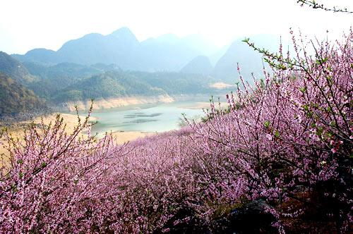 桃花朵朵笑春风