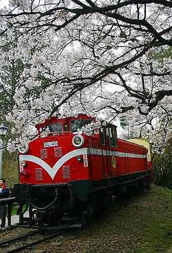 樱花盛开的日子