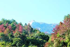 位于粤北的云髻山此季红叶已渐渐变红