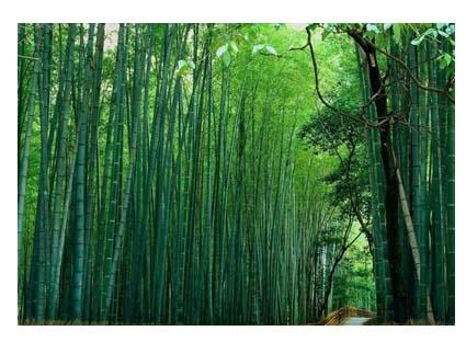 贵阳森林公园