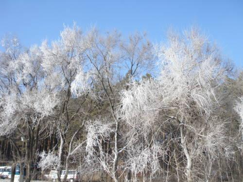 冰雕玉琢的树冠,当时很冷,但是阳光很好