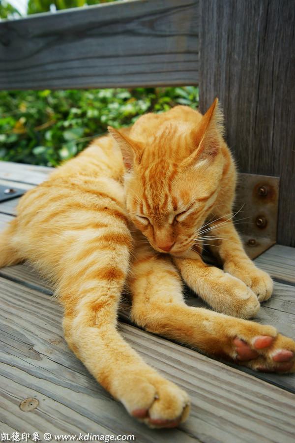 公园里的猫咪在舔自己