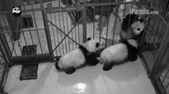 大熊猫百科丨一代网红“奥莉奥”