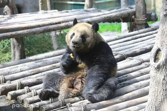 大熊猫百科丨一代网红“奥莉奥”