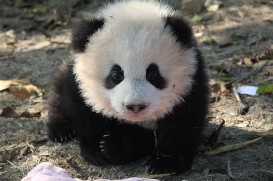 大熊猫百科丨一代网红“奥莉奥”