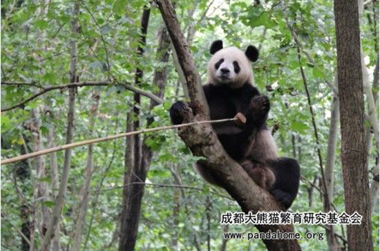 大熊猫百科丨一代网红“奥莉奥”