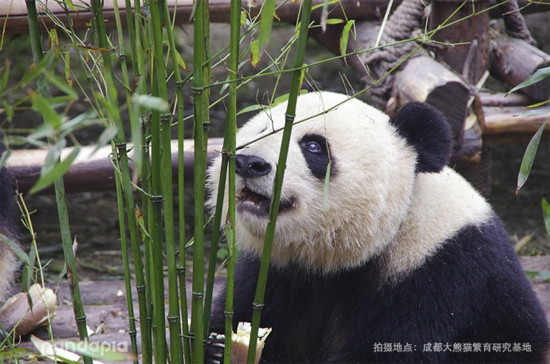 大熊猫百科丨一代网红“奥莉奥”