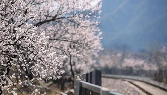 杏花开了，和田推出两条组团和7条自驾游赏花线路