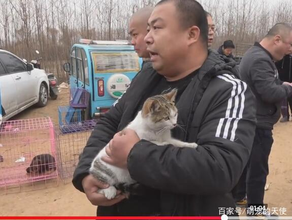 猫咪走失主人苦寻，不料狗市中意外相逢，见面一刻笑坏围观人