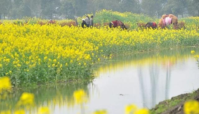 中国最美油菜花赏花地图