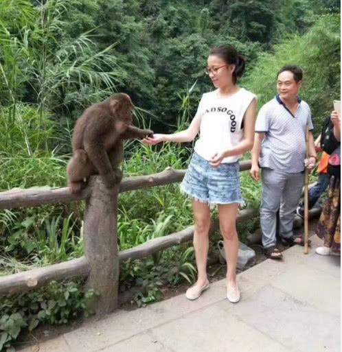 动物园一美女向猴子递食，不料下一秒竟遭调戏，网友：开心到模糊