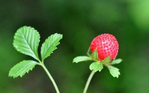 农村茅厕边的“草莓”，老人说蛇爬过不能吃，却不知价值好珍贵！