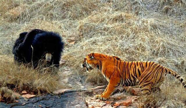大自然中哪些动物能与老虎一较高下？第一位无人不服！