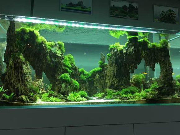 水草造景入门到精通，水草造景培训班找本色水景，水族箱造景培训