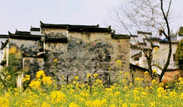 中国最美油菜花赏花地图