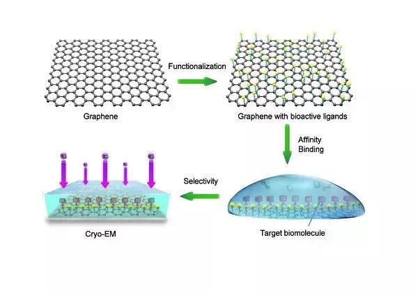 生物活性功能化石墨烯助力高分辨冷冻电镜