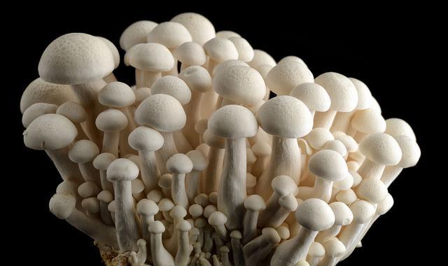 12星座专属蘑菇，处女座最爱金针菇，摩羯座最爱草菇