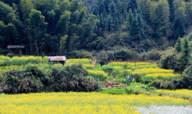 中国最美油菜花赏花地图