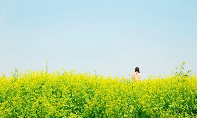 中国最美油菜花赏花地图