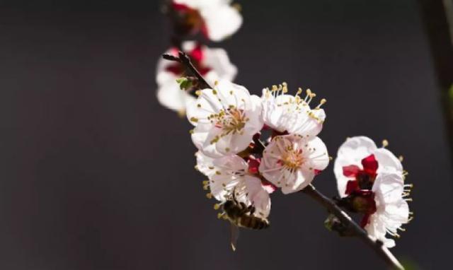 杏花开了，和田推出两条组团和7条自驾游赏花线路