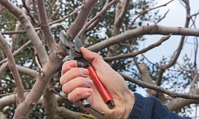 苹果树冬剪前，了解这些你才能知道修剪的轻重！