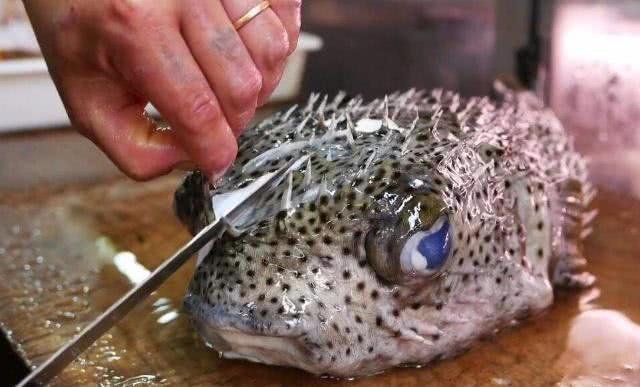 世界上最难处理的鱼，像河豚一样刺多还有毒，非常考验厨师刀工