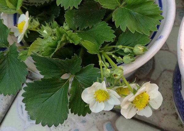 草莓的花是什么颜色？白色和红色？