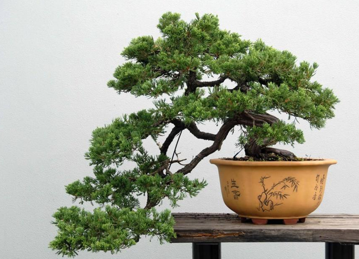 松树盆景的养护方法，平时注意这“5点”，生长好观赏性强