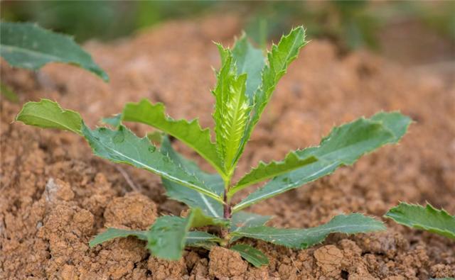 这个长地里野菜，农村叫做刺儿菜，如今价值珍贵