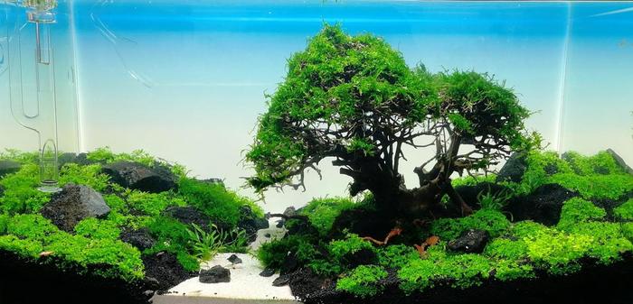 水草造景入门到精通，水草造景培训班找本色水景，水族箱造景培训
