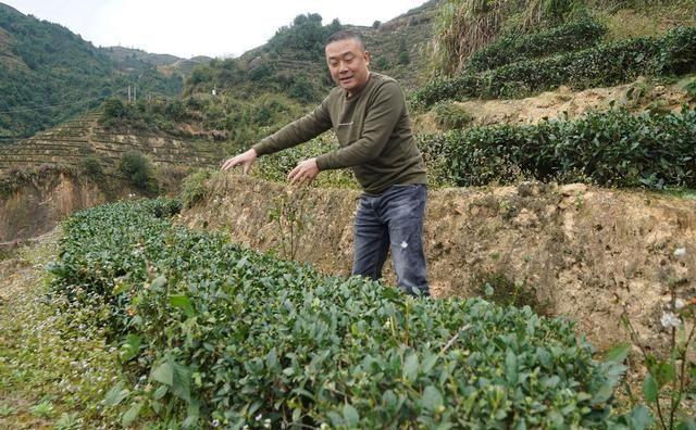 安溪探茶：卖茶者说，对于老茶虫，铁观音才是最有滋味的茶