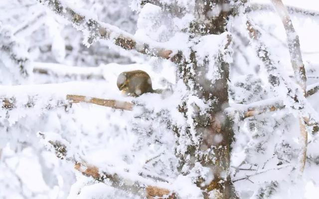 堆雪人、打雪仗、泡温泉，成都出发耍周末，就去周边8个好地方！