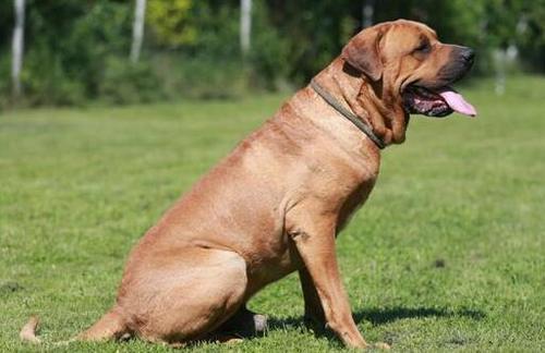 猛犬战斗力排名，世界十大猛犬排行榜