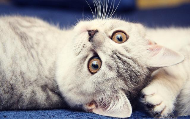 猫叫声的含义及行为学分析—猫咪的姿势
