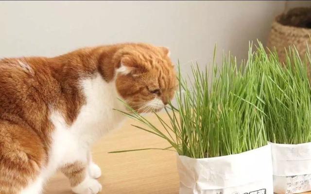 辟谣，猫咪并不会寻药解毒，之所以中毒后去吃草，只是为了催吐