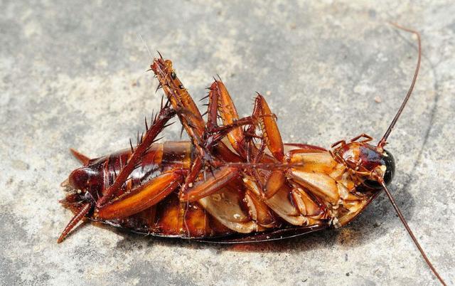 家里的蟑螂会饿死吗？需要多长时间？网友看完不淡定了