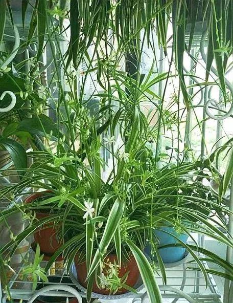卧室适合养这“8种”植物，夜间释放“氧气”，不用担心“夺氧”