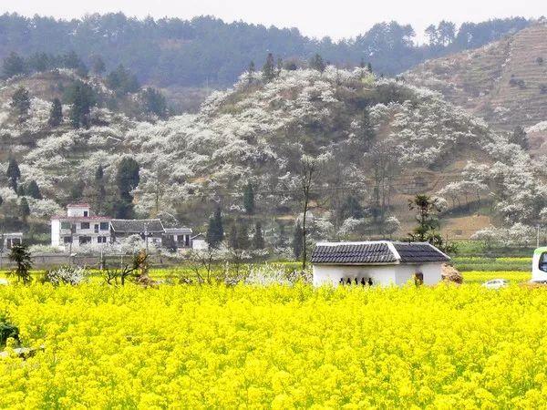 中国最美油菜花赏花地图