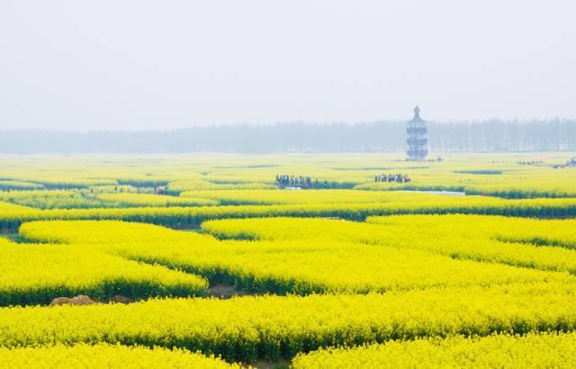 中国最美油菜花赏花地图