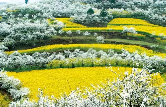 中国最美油菜花赏花地图