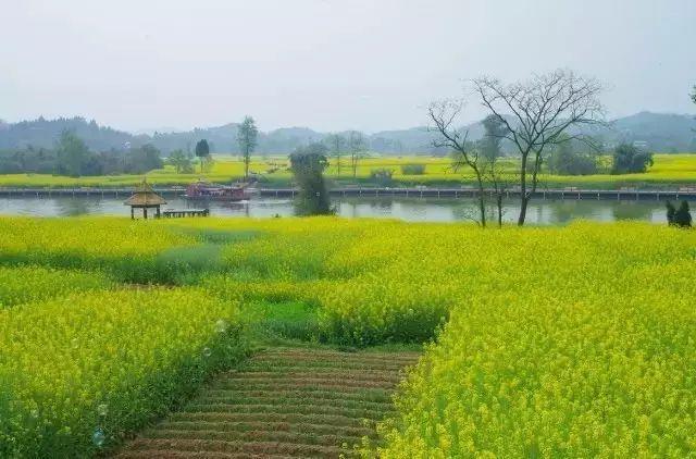 中国最美油菜花赏花地图