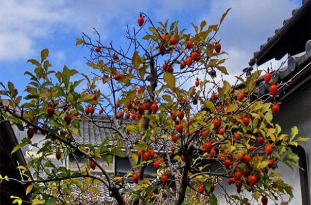北方农村院子常栽种柿子树，有什么禁忌和缺点吗？