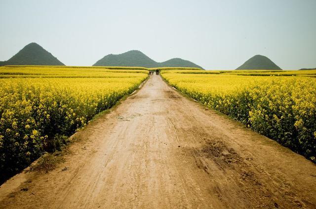 中国最美油菜花赏花地图