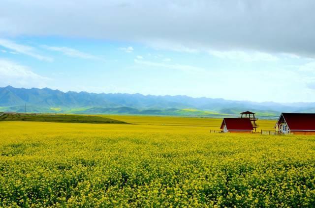 中国最美油菜花赏花地图