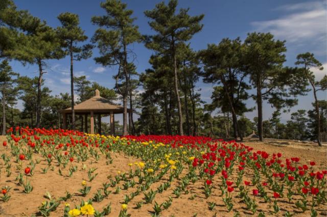 济南南部山区跑马岭：林已盛、花已开，乐撒百花丛！